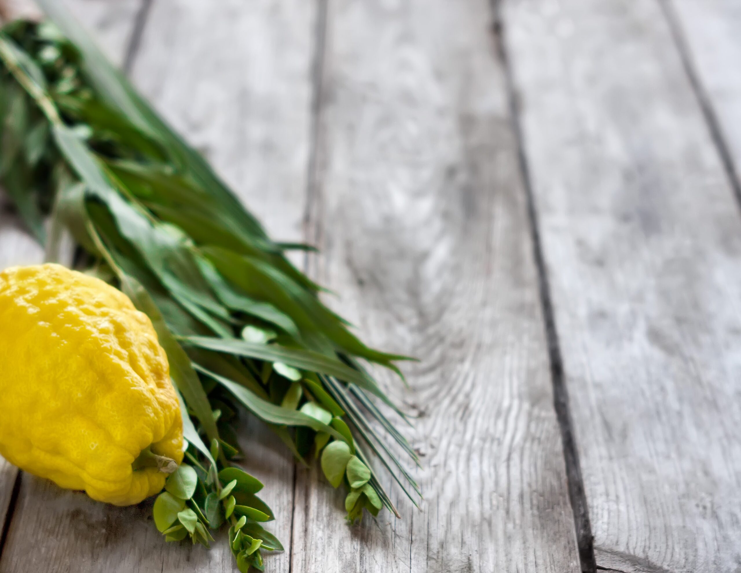 Etrog and Citron for Sukkot