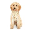 Passover Pet Hoodie
