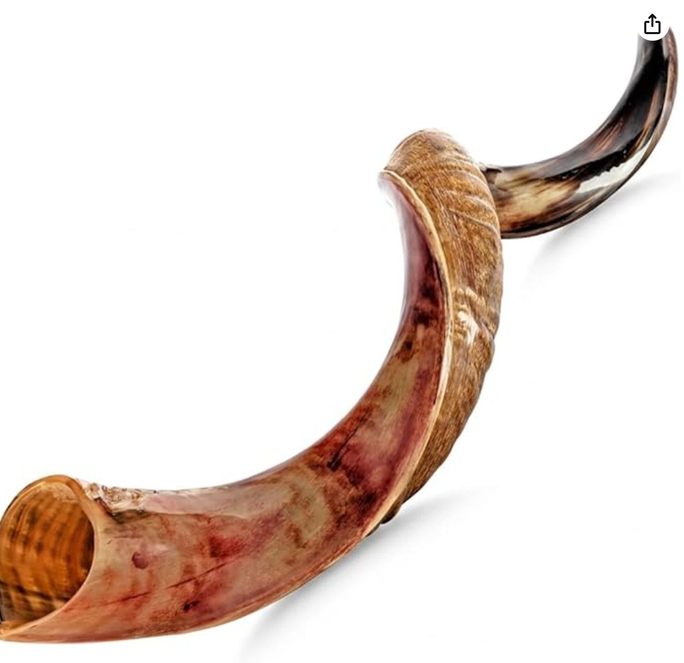 Holy Voice Half-Polished Shofar from Israel — shofar for Rosh Hashanah