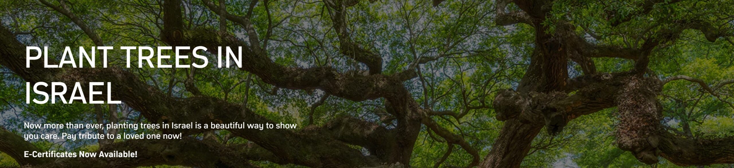 Jewish National Fund — Plant Trees in Israel for Tu Bishvat