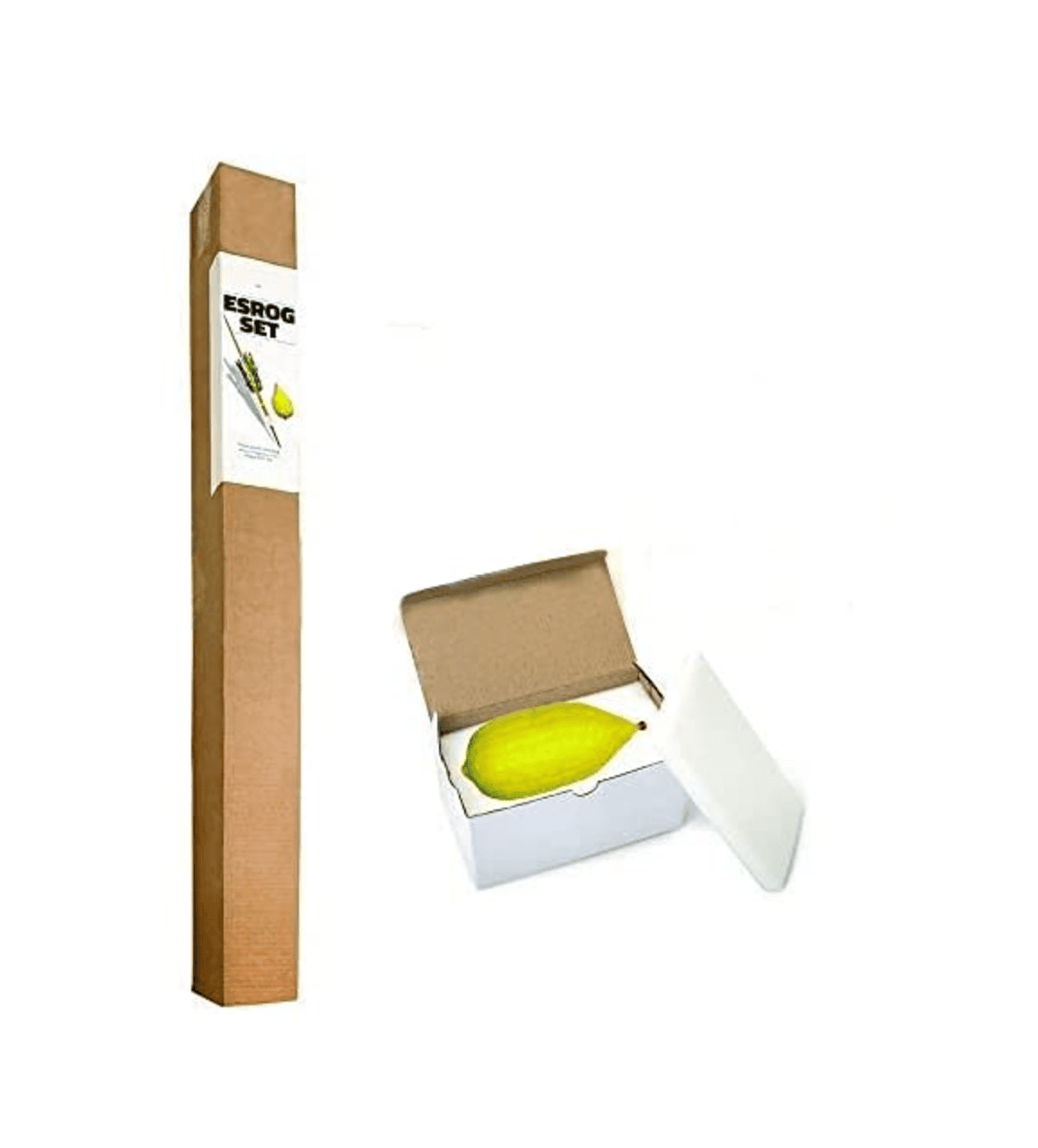 Etrog and Lulav Set — Four Species set for Sukkot