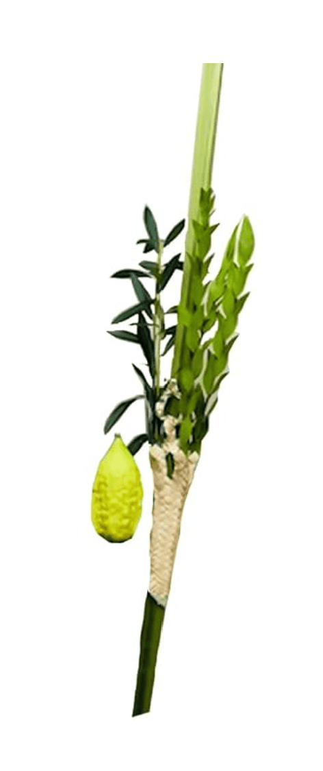 Lulav and Etrog Set 2 — Four Species set for Sukkot