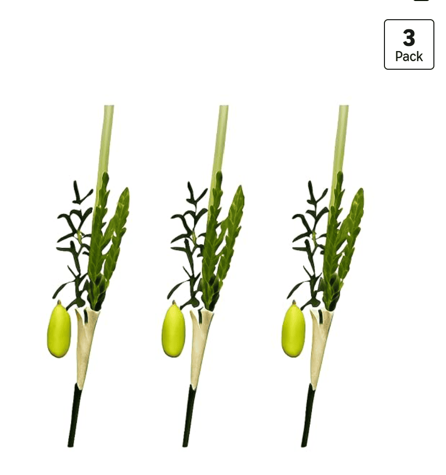 Etrog Global Lulav Bundle, 3 sets — kosher lulav, hadassim and aravot bundle for Sukkot groups